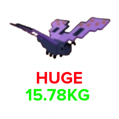 Butterfly (HUGE) (15.78KG Age 22)