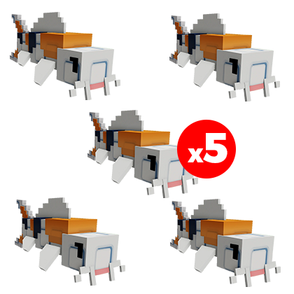 x5 Koi